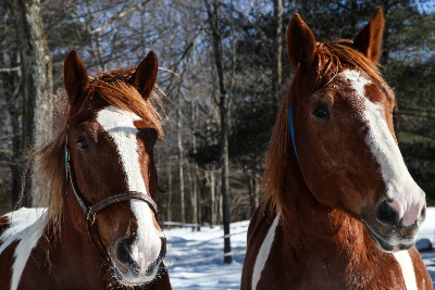 Chepachet Farms | Glocester, RI | Chepachet, RI