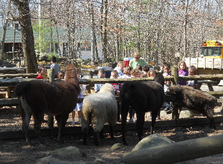 petting zoo horses llamas donkey goats ducks
